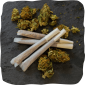 Cannabis-pre-rolls-benefits-Organic-Village-Weed-Shop