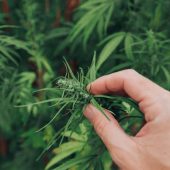 dispensary-marijuana-theme-1-min-800×600 dispensary-marijuana-theme-1-min-800x600